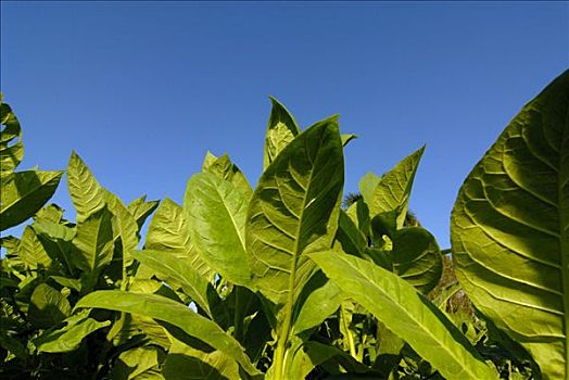 烟草,叶子,地点,古巴,加勒比海
