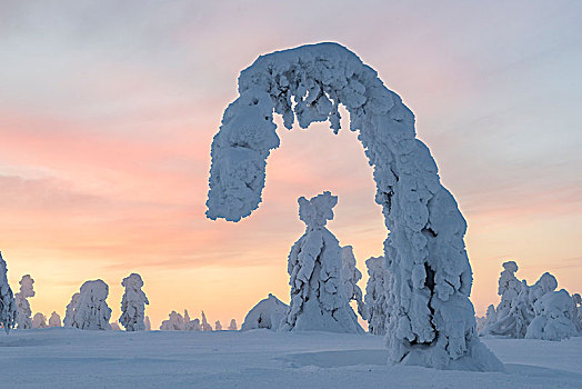 雪,树,日落,冬季风景,国家公园,拉普兰,芬兰,欧洲