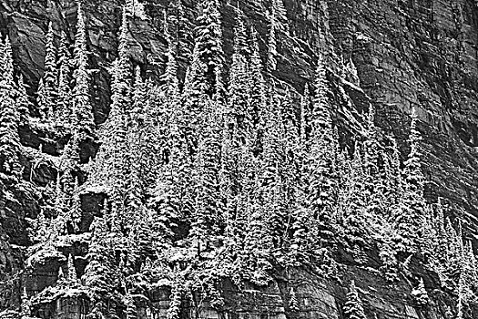 积雪,针叶树,山,十峰谷,班芙国家公园,艾伯塔省,加拿大