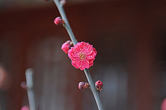 花儿朵朵