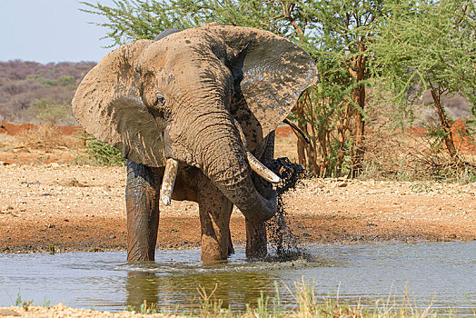 非洲象,水,水坑,自然保护区,纳米比亚,非洲