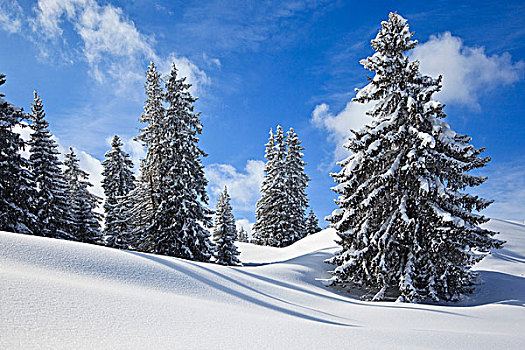 积雪,树,冬天,风景,巴伐利亚,德国,欧洲