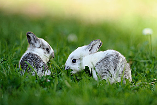 两个,年轻,兔子,草丛