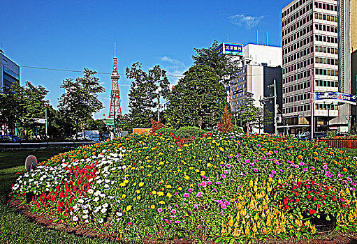 日本北海道札幌市中心的大通公园,远处是札幌市电视塔展望台