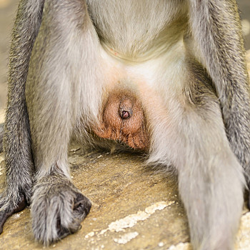 猴子,家庭,自然背景,学习,阴茎