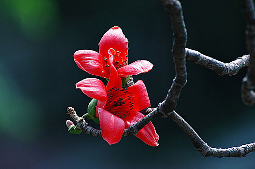 广州市花红棉花