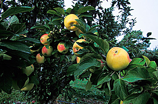 苹果,树上,奥克纳根谷,不列颠哥伦比亚省,加拿大