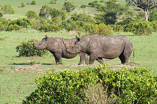黑犀牛,女性,幼兽,灌木,塞伦盖蒂,裂谷省,肯尼亚,非洲