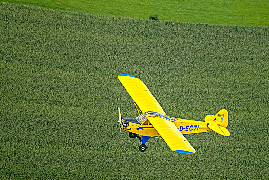 黄色,飞机,幼兽,上方,航空,小飞机,玉米田,鲁尔区,北莱茵威斯特伐利亚,德国