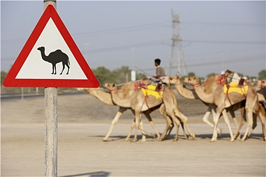 骆驼,签到,迪拜