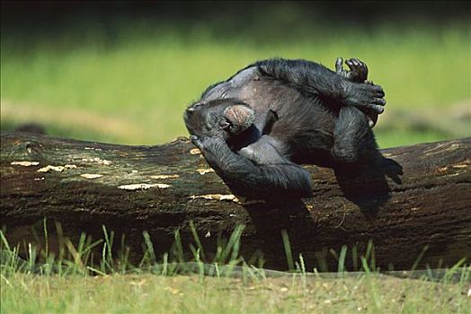 黑猩猩,睡觉,原木上,非洲