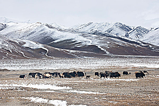 青藏雪地里的牦牛群