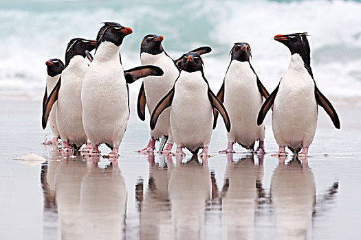 凤冠企鹅,南跳岩企鹅,群,福克兰群岛