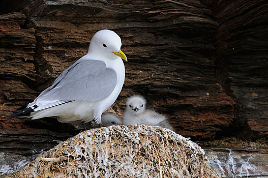 三趾鸥,孵卵所,鸟窝,幼禽,挪威,欧洲