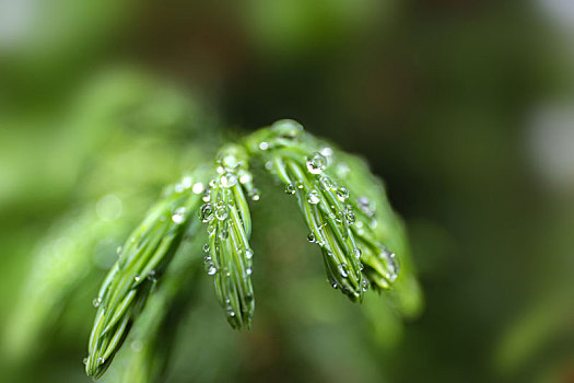 植物