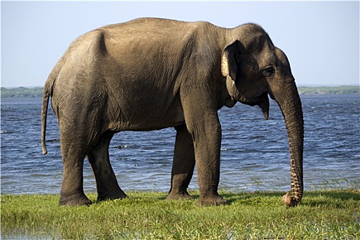 幼兽,大象,国家公园