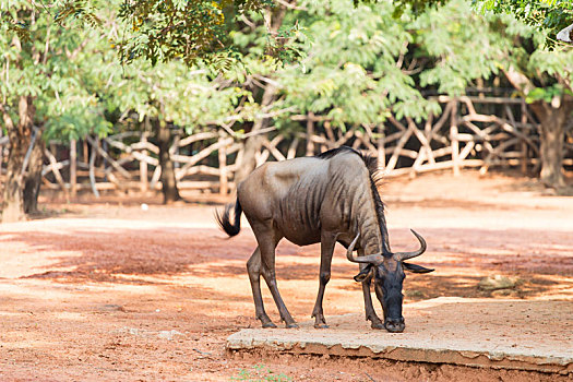 角马,动物园,泰国