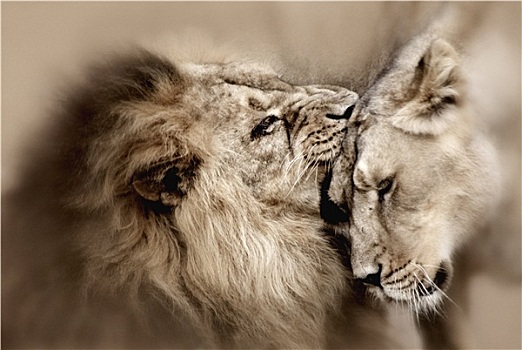 狮子,喜爱