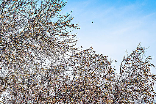 冬日,雪地,蓝天,大树,鸟群