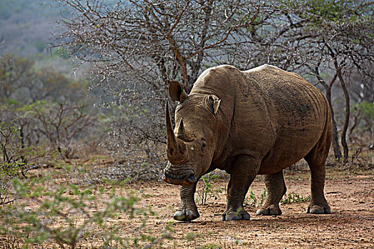 白犀牛,国家公园,省,南非,非洲