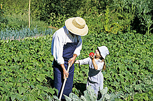 园丁,小女孩,花园,男人,锹,看,孩子,拿着,西红柿