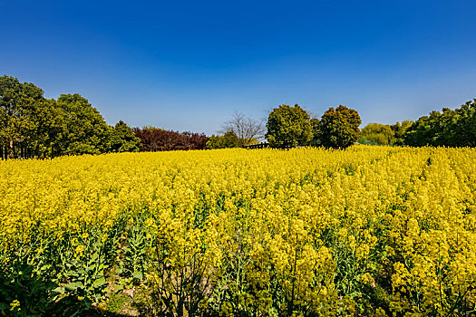 江苏省盐城市乡村油菜花田园自然景观