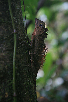 马来西亚穆鲁山国家公园,这是雨林里的动物变色龙