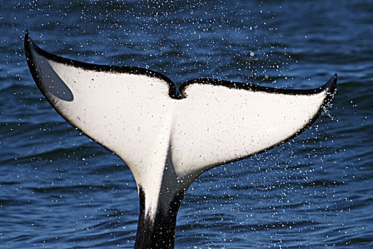 逆戟鲸,尾部,短暂,蒙特利湾,加利福尼亚