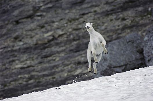 石山羊,雪羊,跳跃,雪中,落基山脉,冰川国家公园,蒙大拿