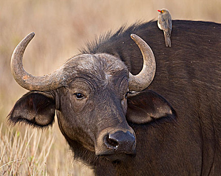 非洲,肯尼亚,南非水牛,红嘴牛椋鸟