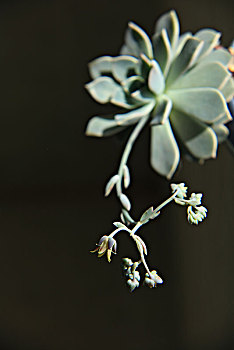 植物,肉质,芙蓉雪莲,芙蓉雪莲花