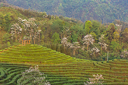 宜宾珙县鹿鸣茶场蜿蜒茶山风光