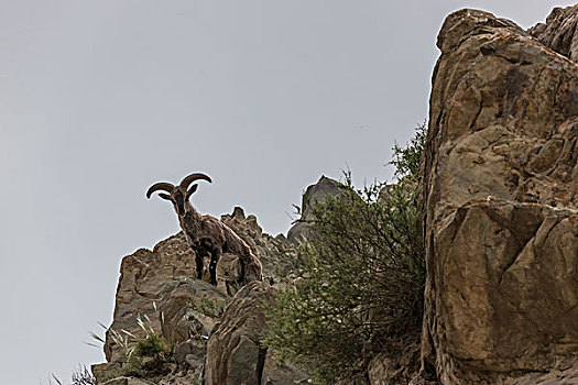 贺兰山岩羊