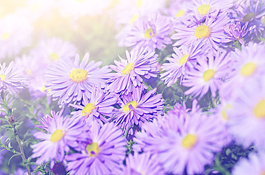 紫罗兰,紫苑属,花,上方,鲜明,背景