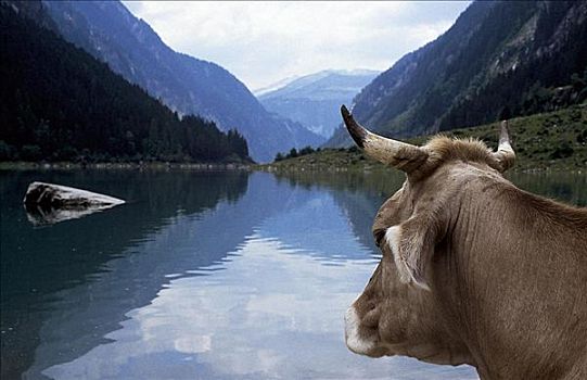 母牛,头部,哺乳动物,高山湖,提洛尔,奥地利,欧洲,牲畜,农事,动物
