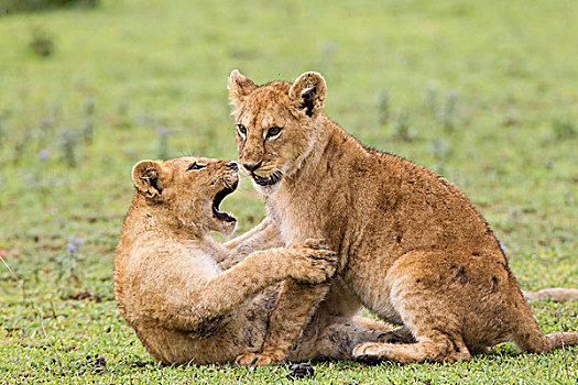 两个,幼狮,玩,侧视图,一个,头部,张嘴,恩戈罗恩戈罗,保护区,坦桑尼亚