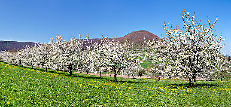 果树开花,山谷,巴登符腾堡,德国,欧洲