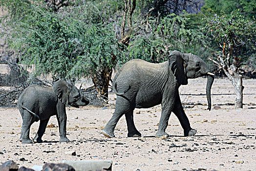 非洲象,荒芜,大象,干枯河床,幼兽,达马拉兰,区域,纳米比亚,非洲