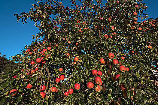 苹果树,苹果,红苹果,蓝天,中间,弗兰克尼亚,巴伐利亚,德国,欧洲