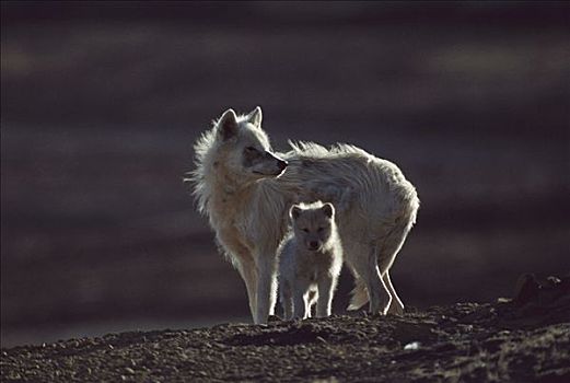 北极狼,狼,母兽,幼仔,艾利斯摩尔岛,加拿大