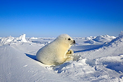 鞍纹海豹,幼仔,冰,马格达伦群岛,海湾,魁北克省,加拿大,北美