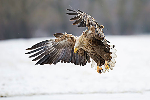 鹰,白尾海雕,飞行,冬天,公园,波兰,欧洲