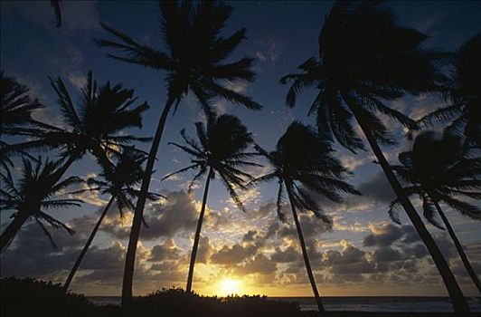 椰树,椰,树,剪影,日出,岛屿,小安的列斯群岛,加勒比海