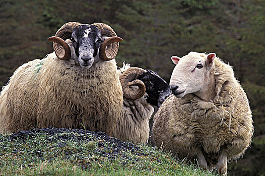 欧洲,苏格兰,斯凯岛,绵羊