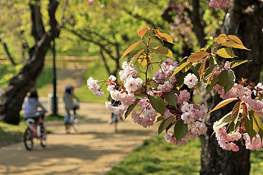 函馆,公园,春天