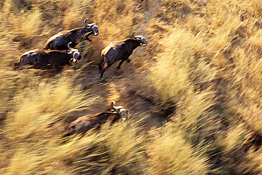 水牛,牧群,克鲁格国家公园,南非