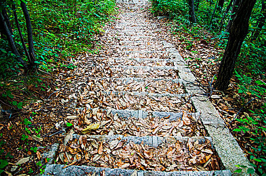 落满树叶的台阶