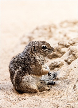 小,地松鼠,坐,沙子