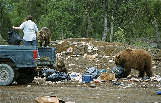 棕熊,进食,垃圾,科迪亚克岛,阿拉斯加,美国,北美