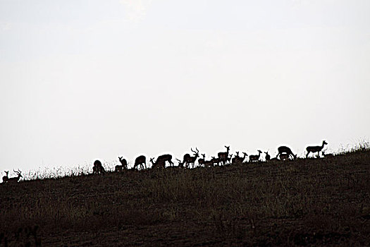 肯尼亚马赛马拉非洲大草原动物剪影